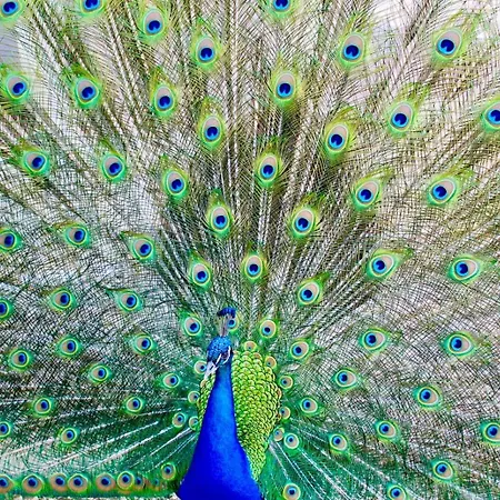 Casa Limonaia A Perugia